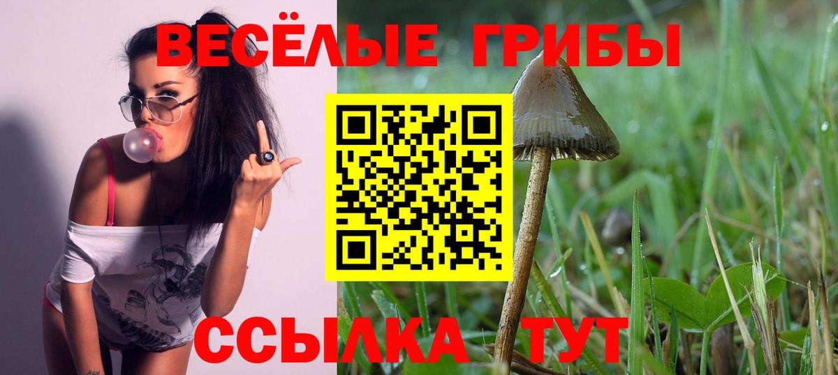 Артём  Псилоцибиновые грибы Psilocybe  наркошоп  Вход с VPN 